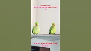تلاوه عطره من الذكر الكريم #اكسبلور #cutebird #birds #cuteparrot #foryou #beautiful