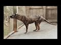 The Thylacine (Tasmanian Tiger) in Colour