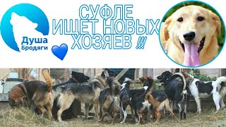 СУФЛЕ ИЩЕТ НОВЫЙ ДОМ !! КАЛУГА СУФЛЕ ИЩЕТ НОВЫЙ ДОМ !! КАЛУГА