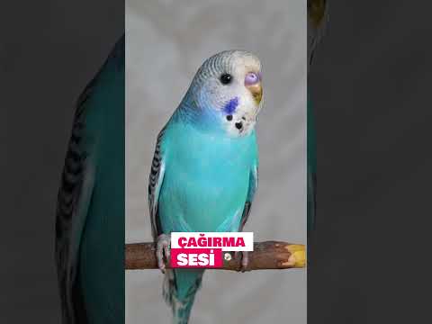 Muhabbet Kuşu Çağırma Sesi  #muhabbetkuşu #budgie