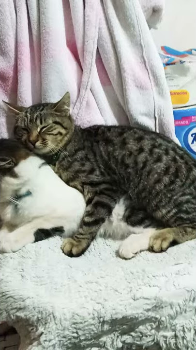 UN GATO SE QUIERE APAREAR CON OTRO.  GATO MACHO😁😁