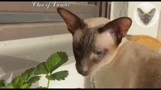 Cats on balcony. Training before a big outing 😊👍😊 cat on balcony | oriental cats | cat family 😊 by Clan of Lumier 193 views 7 days ago 1 minute, 14 seconds