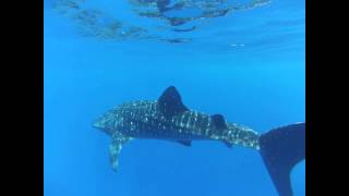 Taras Baby Whale Shark On Dolphin Charter