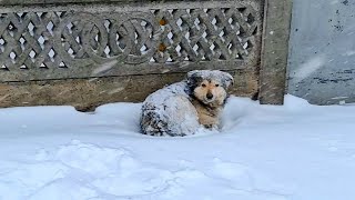 Dog Was Slowly Freezing Outside Someones Gate Until This