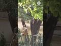 animal love #shorts #virel #ytstudio #tik tok #YouTube #vlogger #vlog #motivation #love #chai