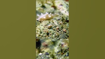 Độ sâu Bí Ẩn Dưới đáy Đại Dương  phần 2  #KaChí TV