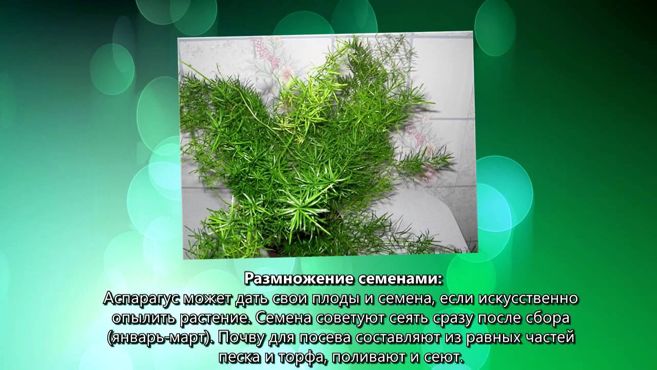 Опишите особенности растений каланхоэ и аспарагуса