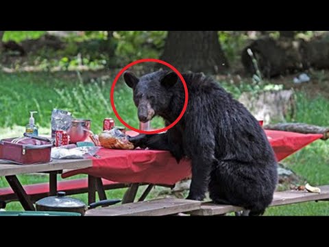 Video: Die beste piekniekplekke en kos in Londen