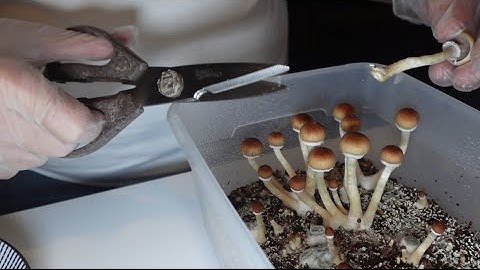 Mushroom growing: Step 7. Harvest
