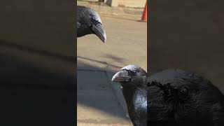 Crows
