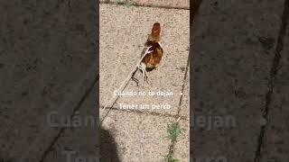 Mi Chihuahua, 😂 #memes #funny #parrot #chicken #pets #animals #budgies