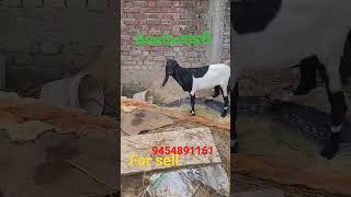 For sellBeetle goatbakri sasta azamgarh