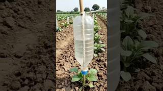 Bottle Drip Irrigation for Plants 😀#Shorts#creative