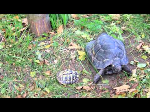 Video: Forskere Har Fundet En Måde At Kontrollere En Levende Skildpadde Med Tankens Magt - Alternativ Visning