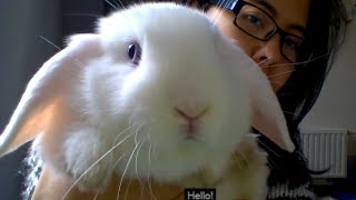 Meet my furry friend tag Introducing my rabbits Cookie and Tea
