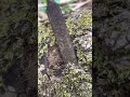 look at this carpenter carving