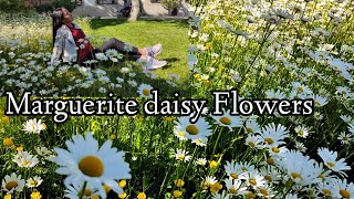 Marguerite Daisy (Flowers)