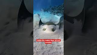 Nature’s Perfect Camouflage Fish! #oceanfacts #wildlife #naturefacts #shorts
