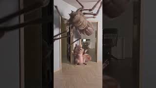 Don't be afraid ! (Spider vs squirrel )
