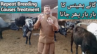 Repeat Breeding in Cow & Buffalo | Causes, Symptoms & Treatment