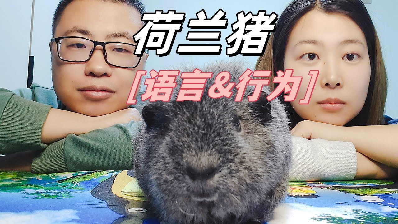 豚鼠语言和行为，一起來了解荷蘭豬叫聲和行為的含義