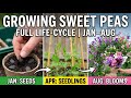 Growing Sweet Peas Step by Step | Full Life-Cycle January–August - Start to Finish in One Video
