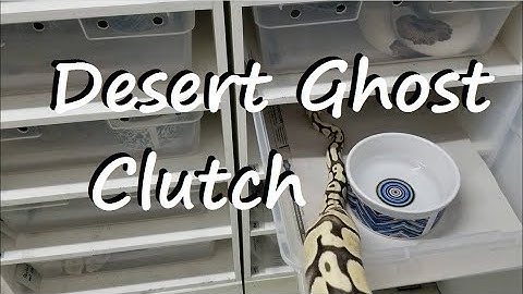 Ball Pythons: Eggs from a Pastel Desert Ghost