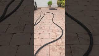 Longest Black racer snake I ever have seen! #snake #hoses