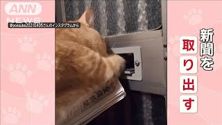 「朝刊が来たニャン！！」“一心不乱”新聞を取り出すネコちゃん　ニュース気になる？【羽鳥慎一モーニングショー】(2024年5月11日)