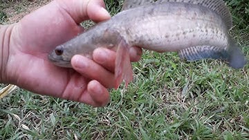 Thả lưới bắt được cá lóc (lần đầu tiên) . về với làng quê