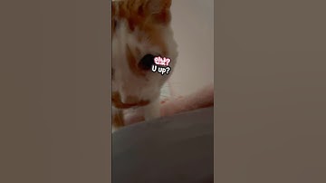 21세 노묘 메소_앙대 발음이 정확해지고 있다_My cat can Speak Korean