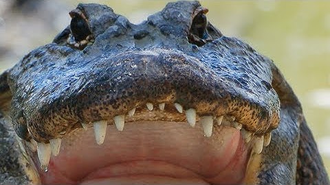 Alligator Feeding 02, Time Lapse Speed x2