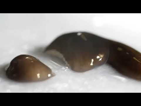 Video: Mengapa cacing pipih tidak memiliki sistem peredaran darah?