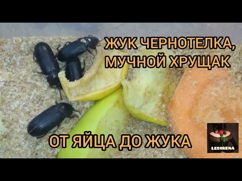 Видео: Идентификация жуков-чернотелок: узнайте о борьбе с жуками-чернотелками