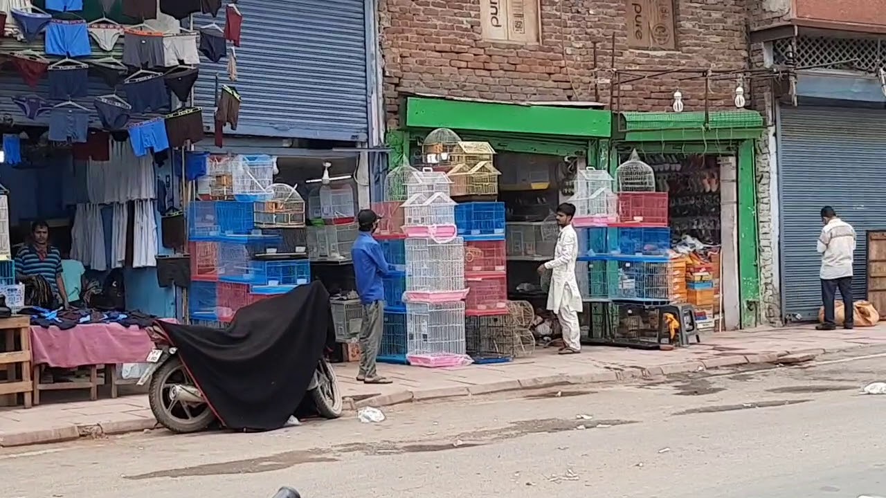 Red fort bird market (lal quila) bird market parrot market Delhi HD
