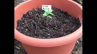 garden progress-2 H.B.E