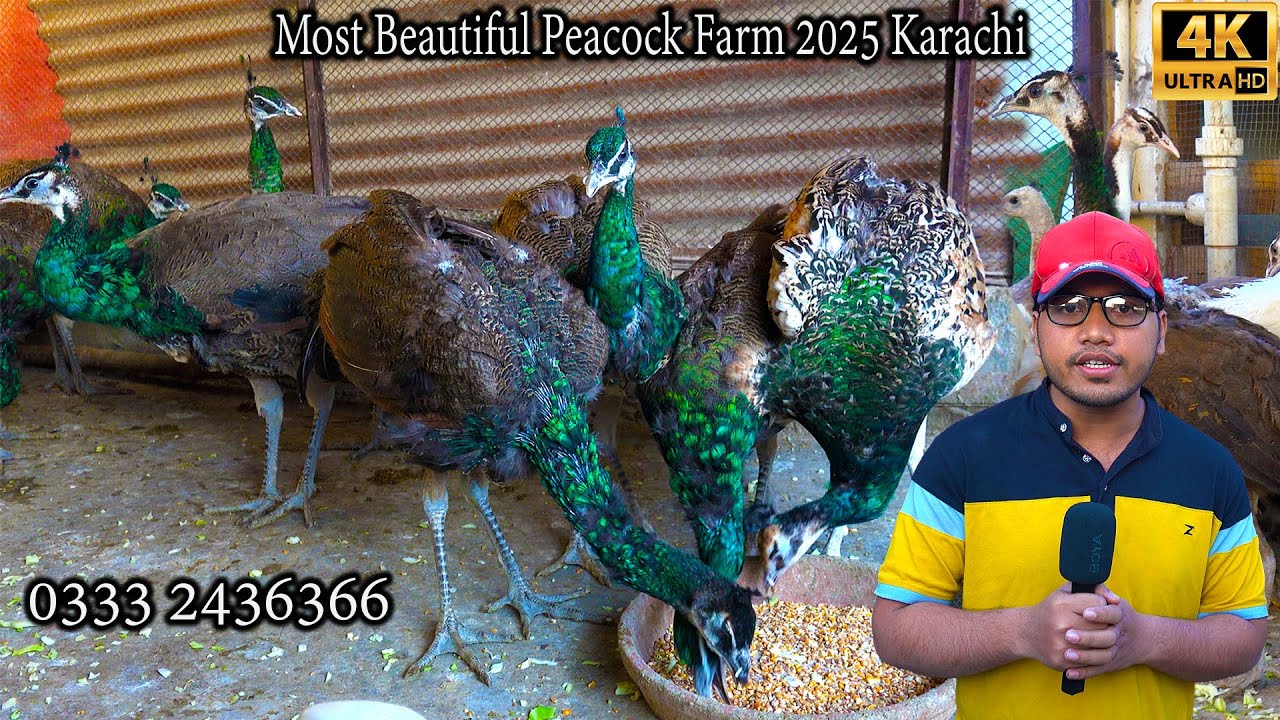 Most Beautiful Peacock Birds farm of all breeds in Karachi 2025 Latest Updates | ہر اقسام کے مور