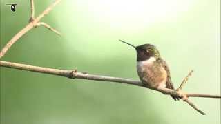 Male Rubythroated Hummingbird