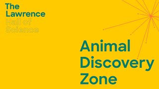 The Animal Discovery Zone