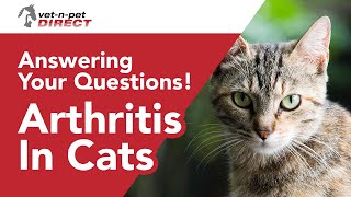 Arthritis in Cats; Common questions answered