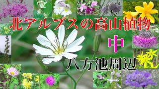 北アルプスの高山植物（7/29•30八方池周辺）　中