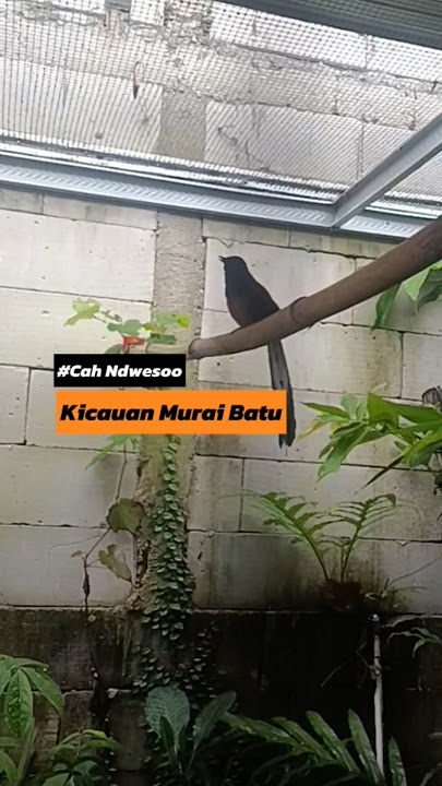 GACOR‼️Tormonitor #muraijantan #kicaumaniaindonesia #aviarymini #shorts #remix #music #fypシ