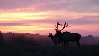 Seven Wonders of PA Parks and Forests: Wildlife