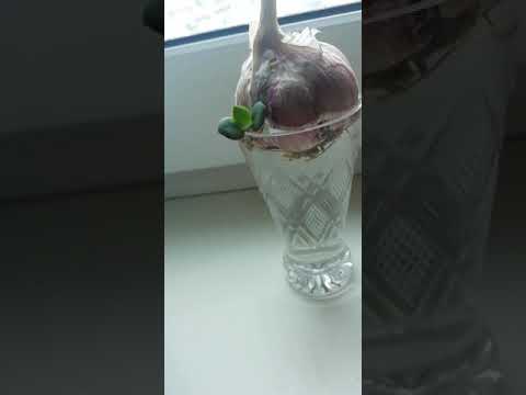Посадил денежное дерево