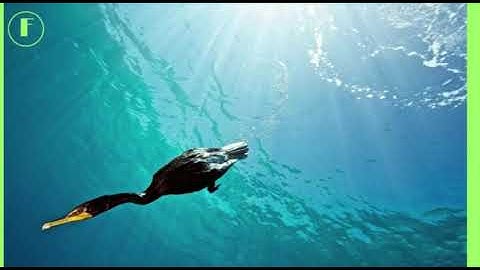 EVS 4 STD FIELDS AND FORESTS