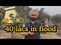 21. Guava orchard survived the flood 2025 Punjab #guavafarming