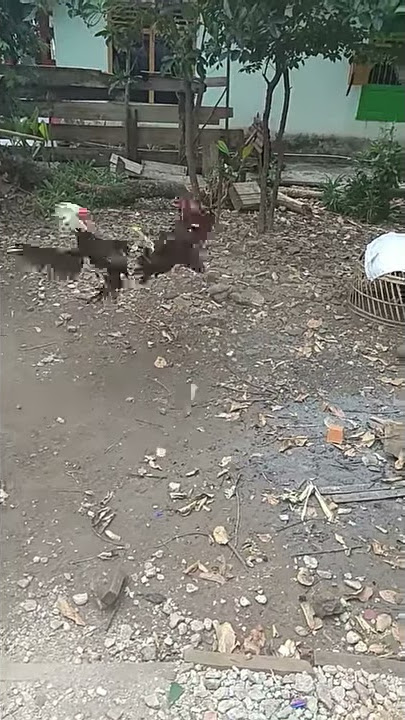 Ayam pilpin vs pilipin ninja