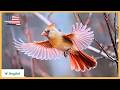 Wings of Wonder - A Cinematic Deep Dive into the Birds of the US | Wildlife Documentary