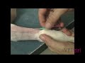 Vetgirl intravenous catheter tip and trick with amy newfield