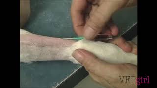 VETgirl Video: Intravenous Catheter Tip and Trick with Amy Newfield by VETgirl 62,692 views 4 years ago 1 minute, 55 seconds